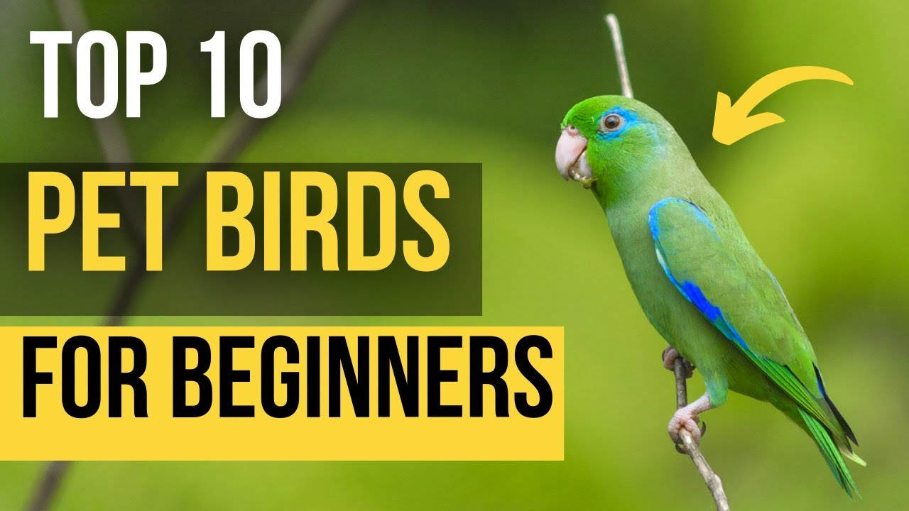 beginner pet birds