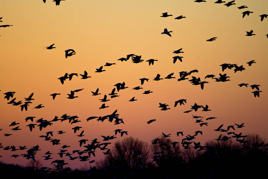 Why do birds migrate at night