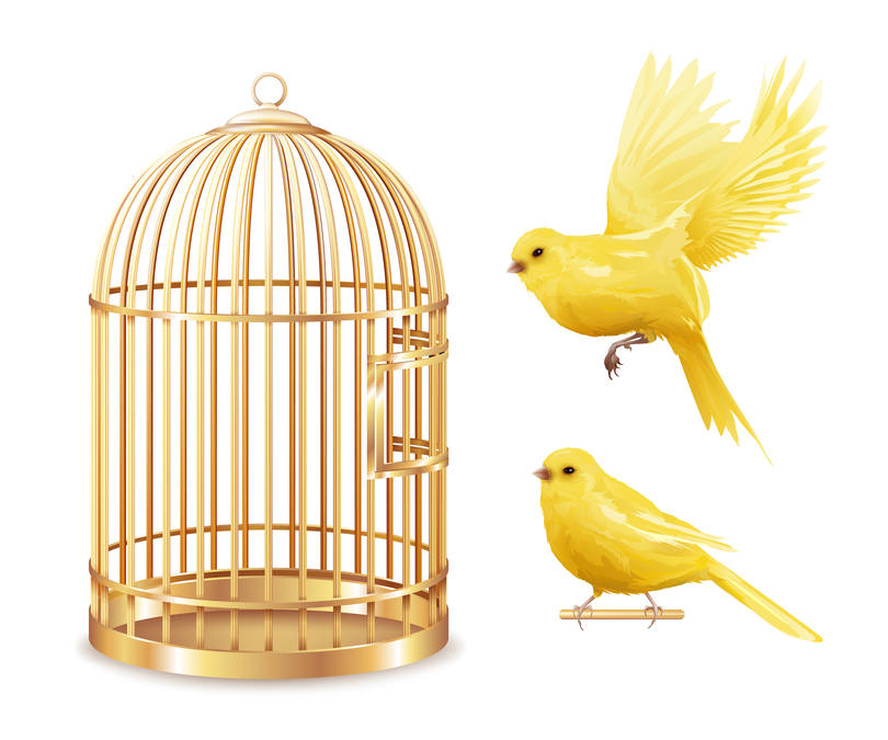 best cages for common canaries