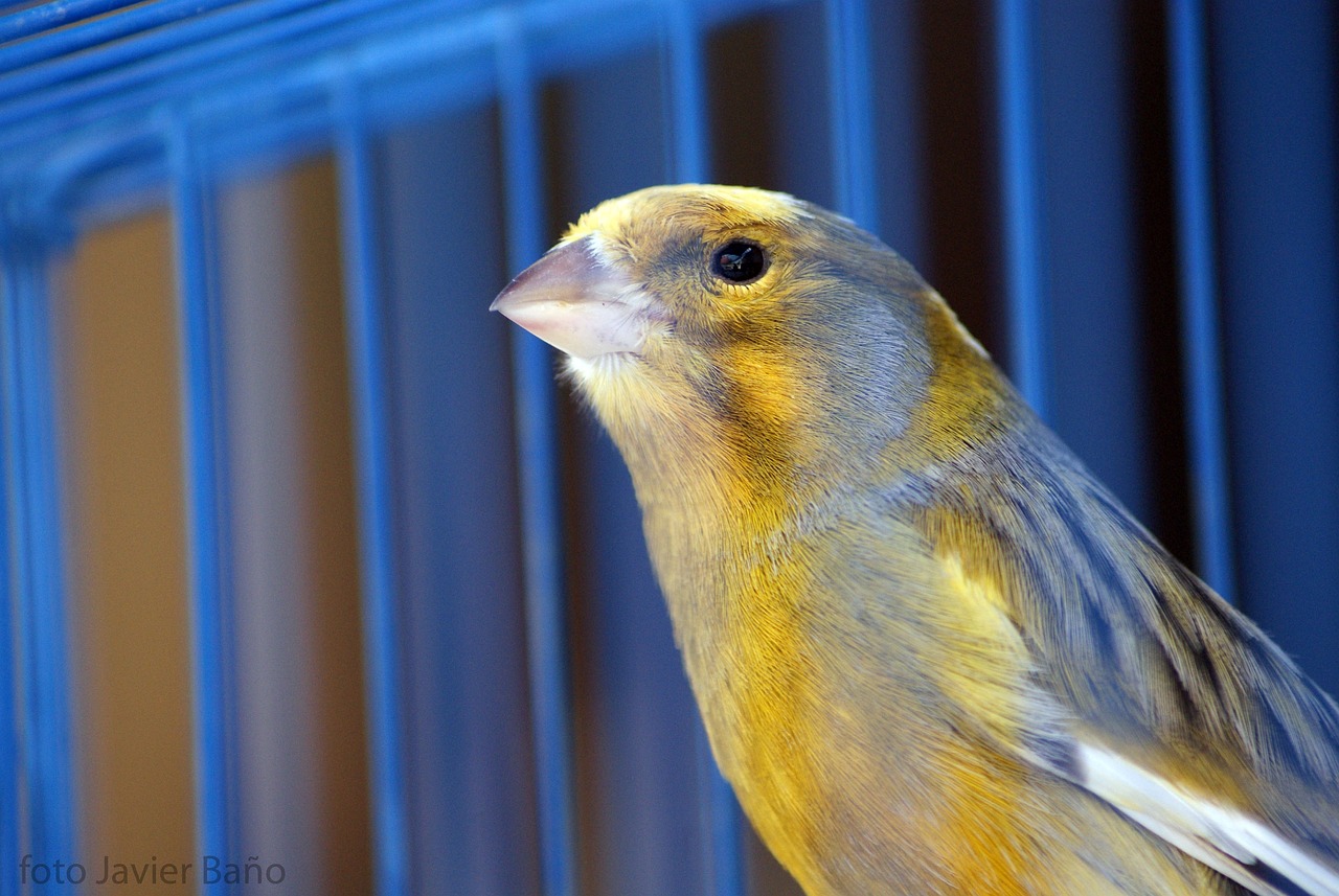 How to care for the common canary during molting periods