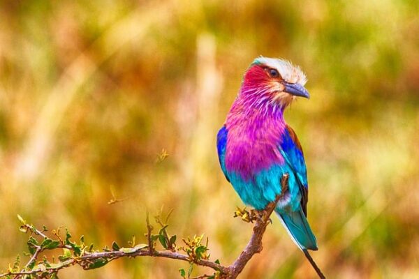 Lilac-breasted roller bird