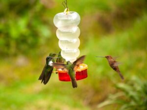 A group of hummingbirds feeding