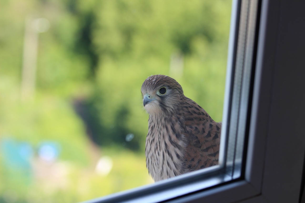 How to keep birds from flying into windows