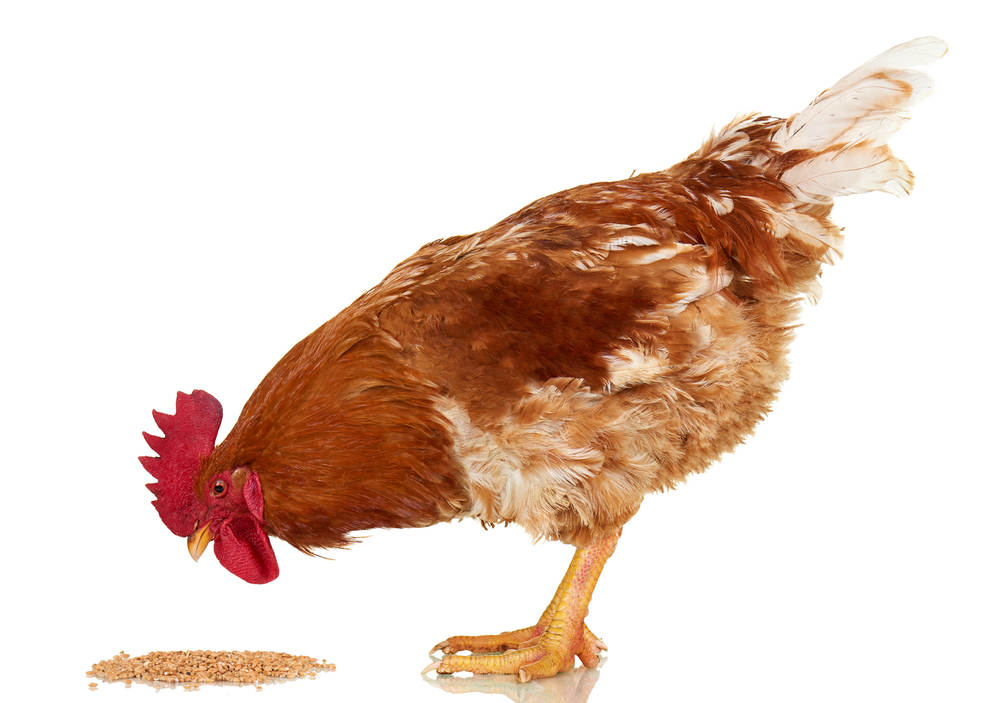 Can chickens eat bird seed?