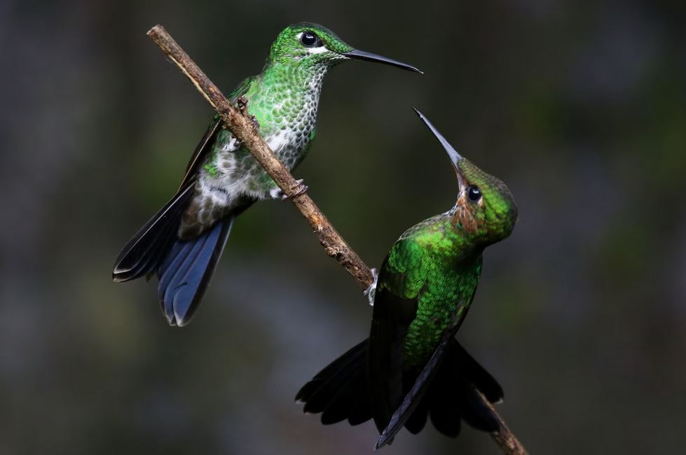 Difference between male and female hummingbirds