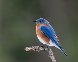 Eastern blue bird