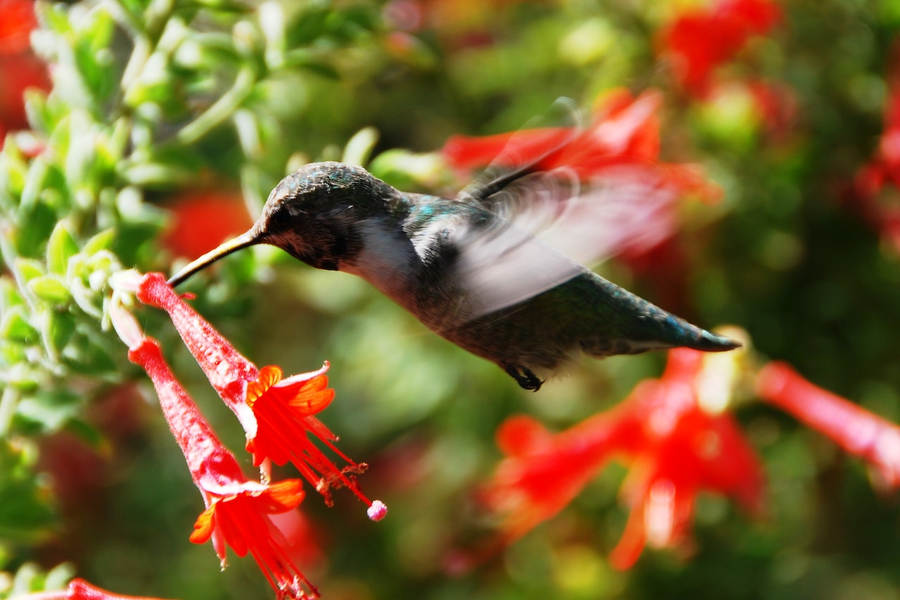 What flowers do hummingbirds like?