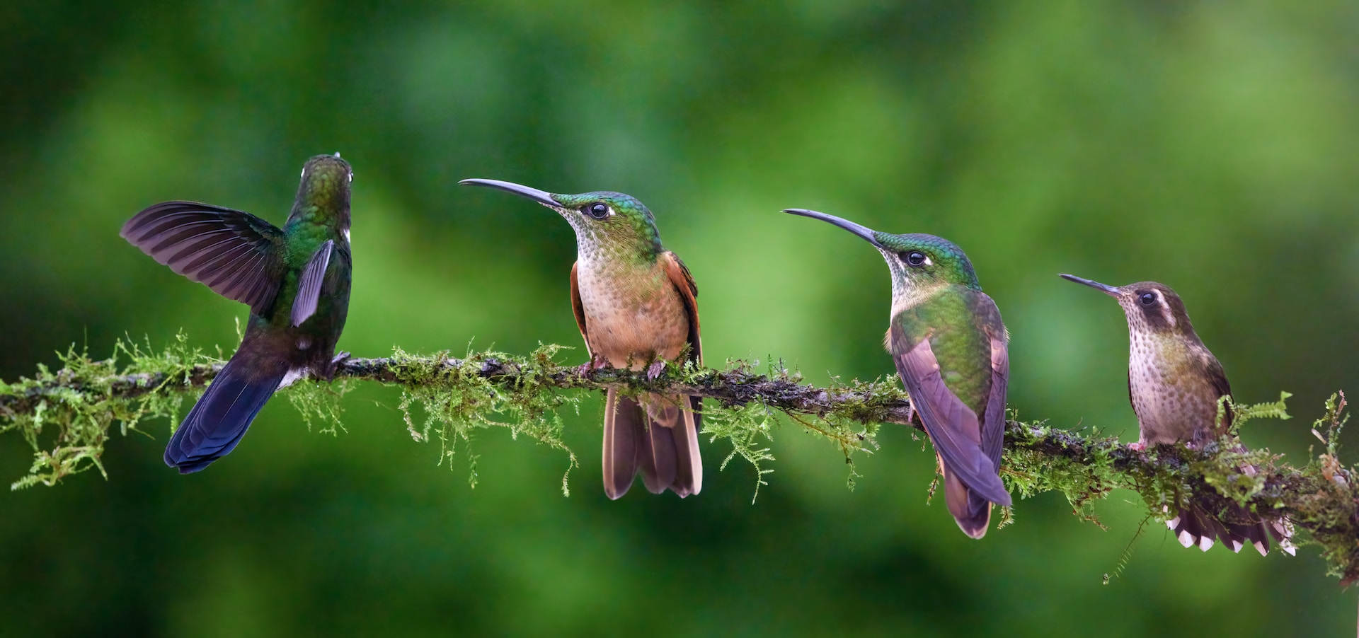 What is a group of hummingbirds called