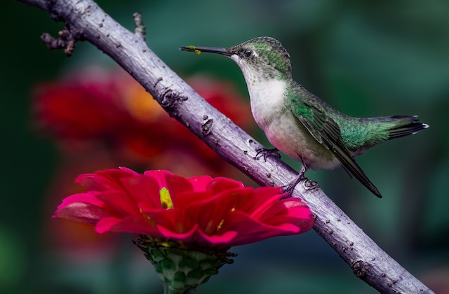 Hummingbirds loving petunias