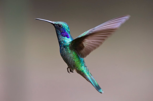 Long beaks of hummingbirds