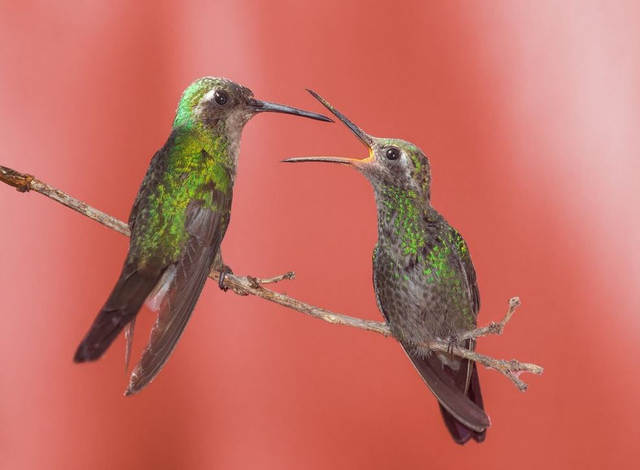 Female Hummingbird feeding the young