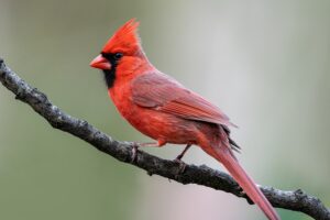 Northern Cardinal - A common backyard bird